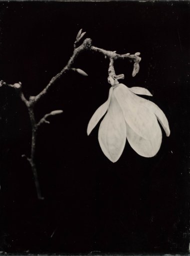 Bild "Magnolie" von Steffen Diemer
